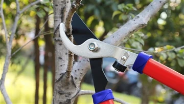 Hedge Shears vs. Aparador de cerca viva: uma comparação de ferramentas de poda